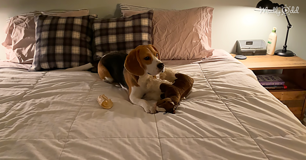 Cutest Beagle Bedtime Ritual Ever