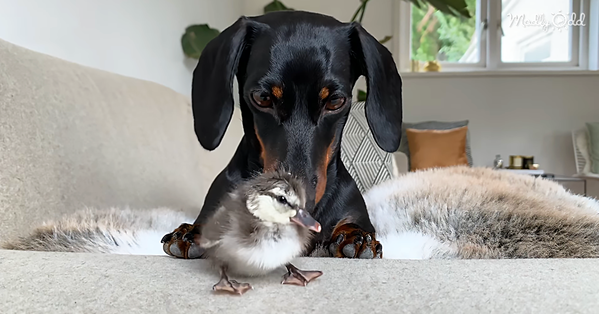 Loulou the Dachshund is so excited when a duckling egg hatches at her home. She and her new fluffy friend instantly become pals for life.
