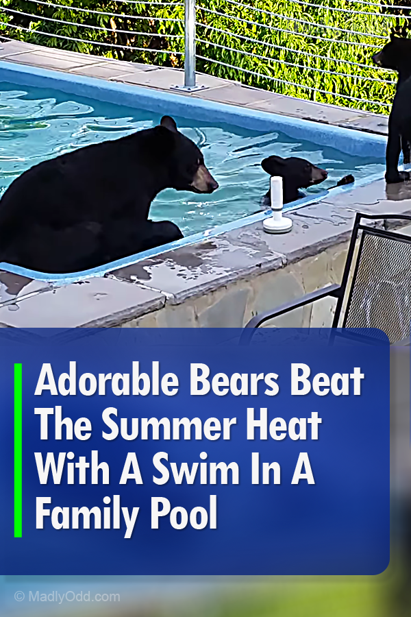 Adorable Bears Beat The Summer Heat With A Swim In A Family Pool