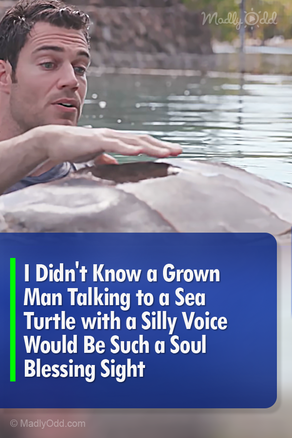 I Didn\'t Know a Grown Man Talking to a Sea Turtle with a Silly Voice Would Be Such a Soul Blessing Sight