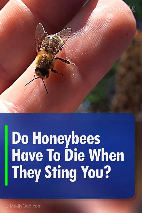 Do Honeybees Have To Die When They Sting You?
