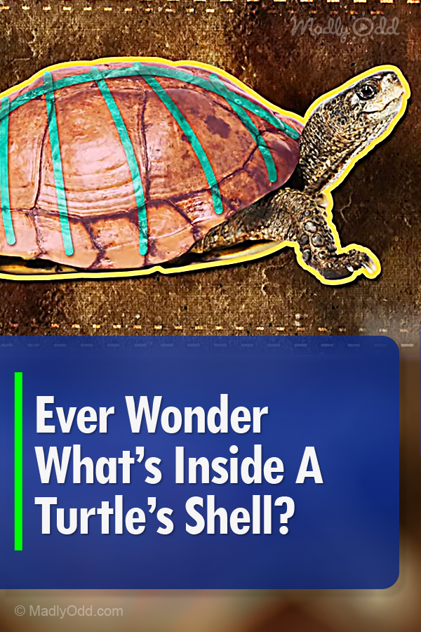 Ever Wonder What’s Inside A Turtle’s Shell?