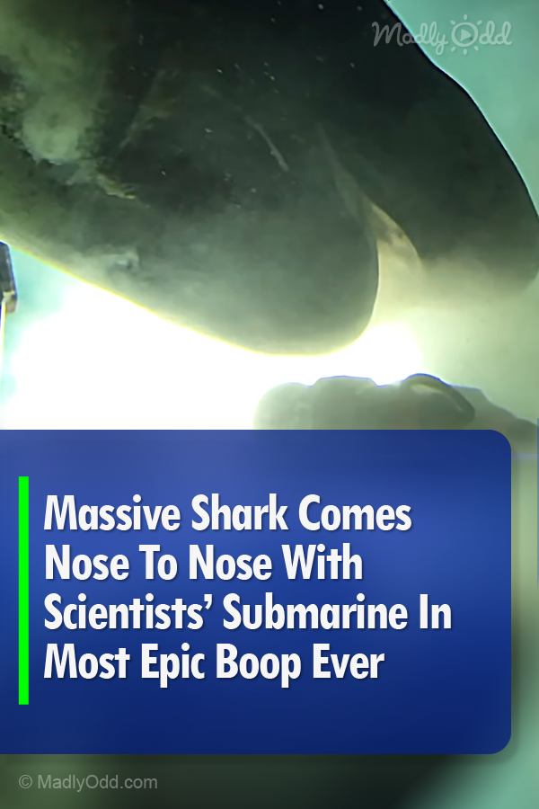 Massive Shark Comes Nose To Nose With Scientists’ Submarine In Most Epic Boop Ever