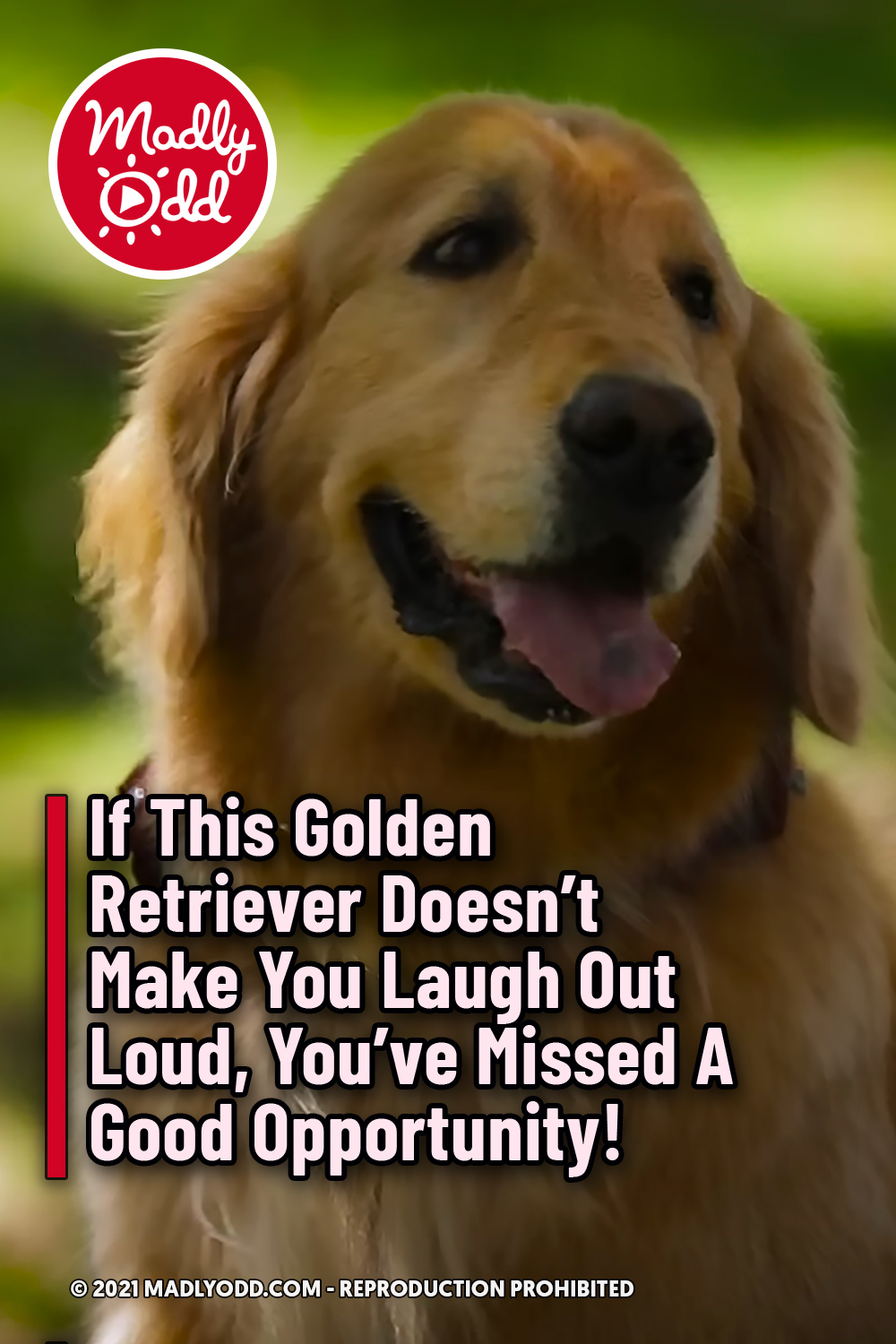 If This Golden Retriever Doesn\'t Make You Laugh Out Loud, You\'ve Missed A Good Opportunity!