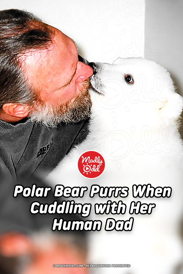 Polar Bear Purrs When Cuddling with Her Human Dad