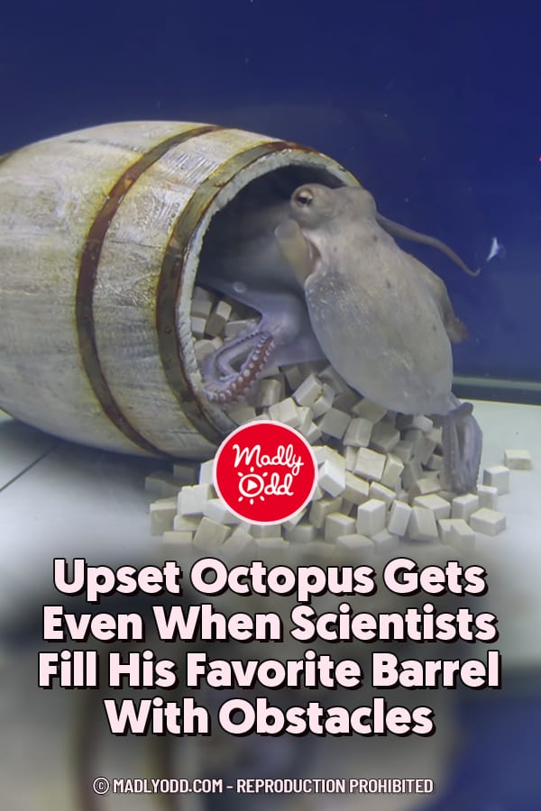 Upset Octopus Gets Even When Scientists Fill His Favorite Barrel With Obstacles