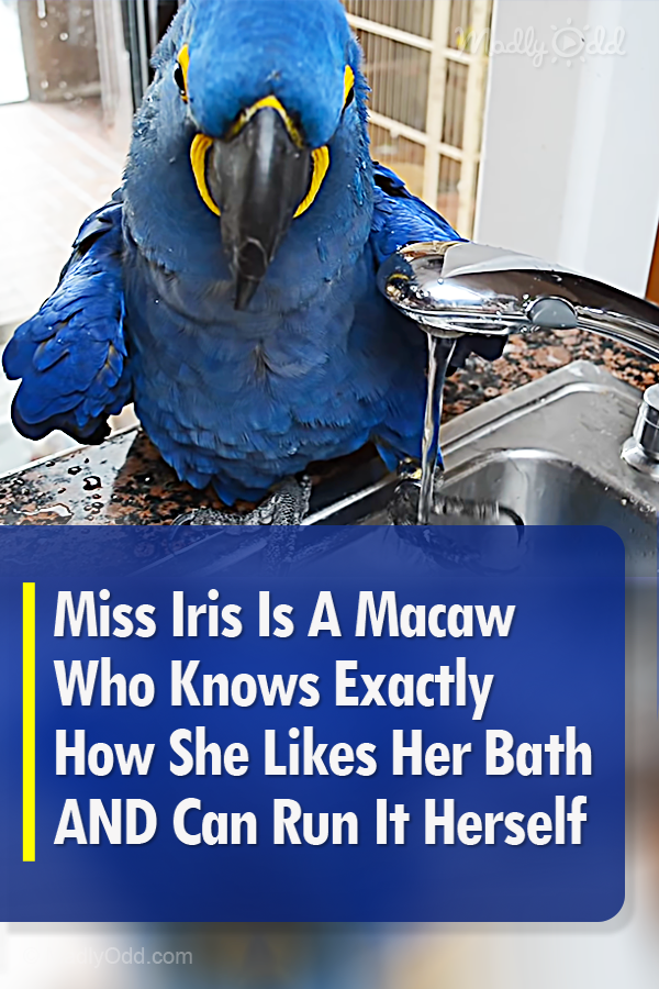 Miss Iris Is A Macaw Who Knows Exactly How She Likes Her Bath And Can Run It Herself