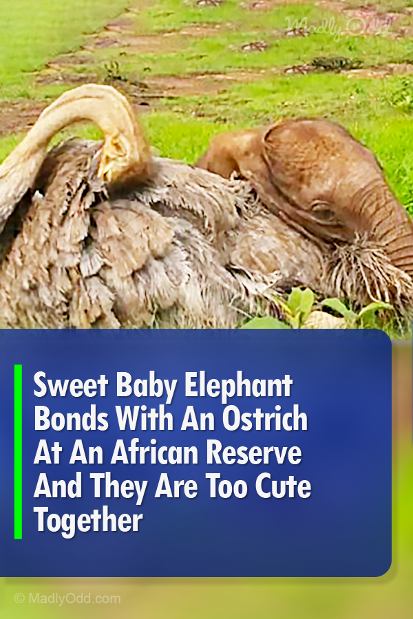 Sweet Baby Elephant Bonds With An Ostrich At An African Reserve And They Are Too Cute Together