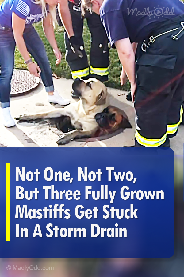 Not One, Not Two, But Three Fully Grown Mastiffs Get Stuck In A Storm Drain