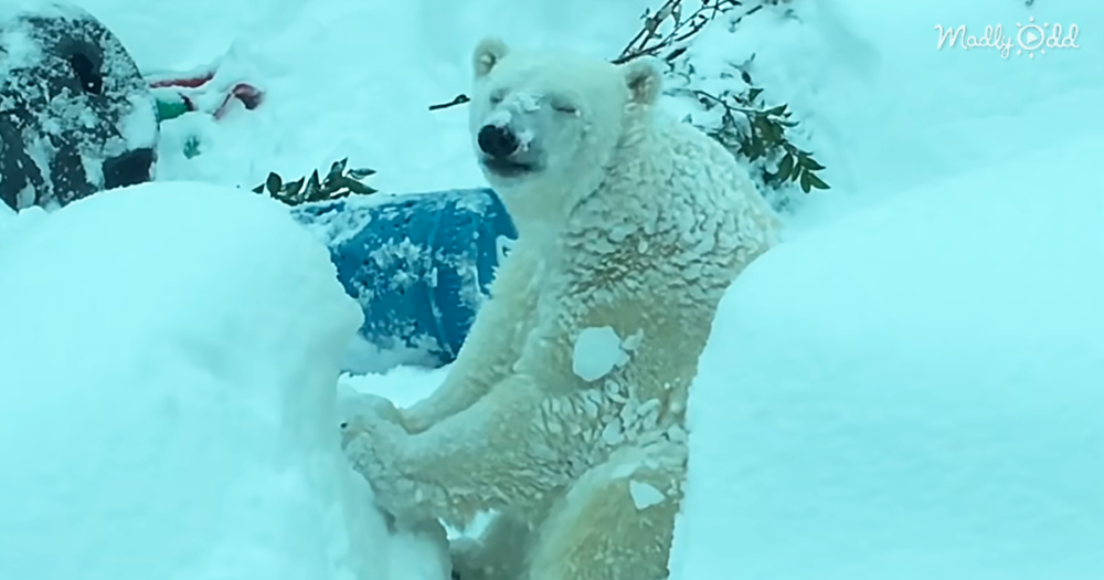 Watch This Polar Bear Go Crazy Playing In The Snow At The Oregon Zoo