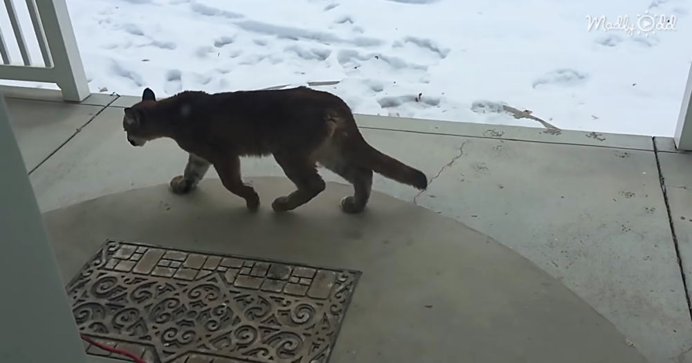 Surprised Family Are Visited One Snowy Morning By Three Mountain Lion Cubs