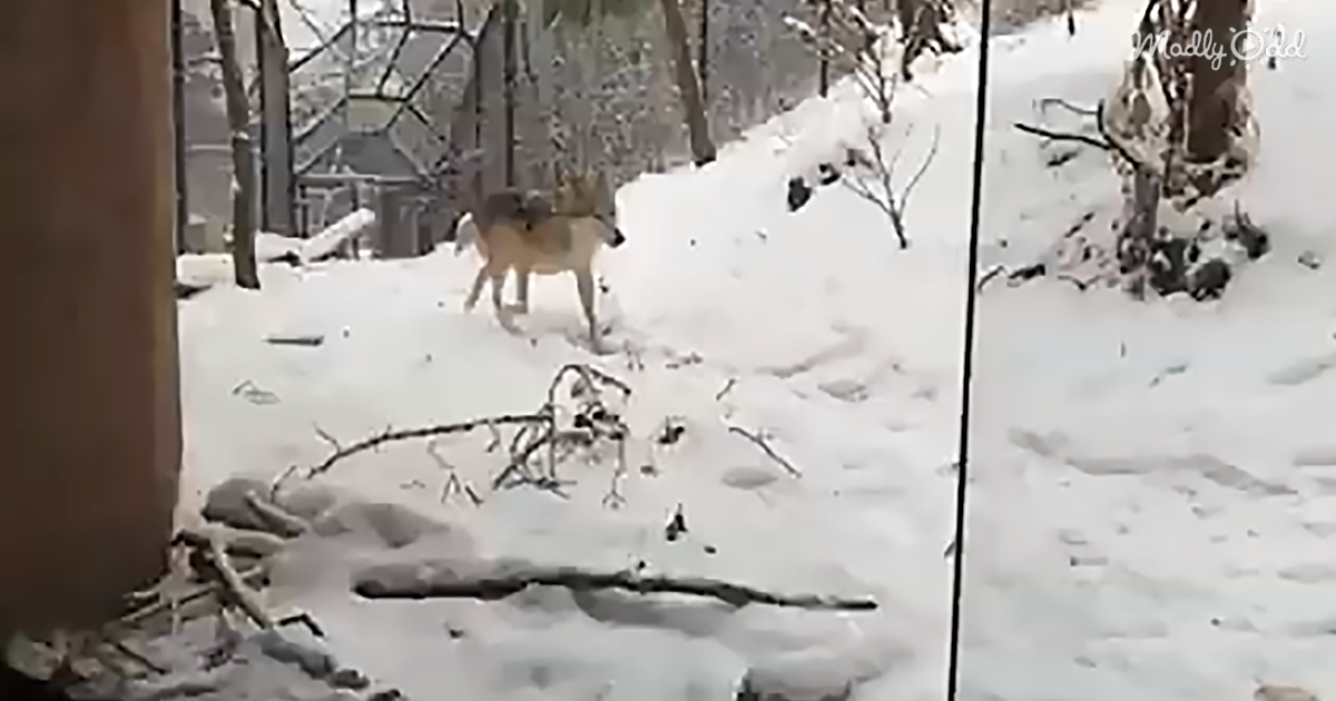 Snow Leopards, Bobcats, And Even A Moose Enjoy The Snow At The Cheyenne Mountain Zoo