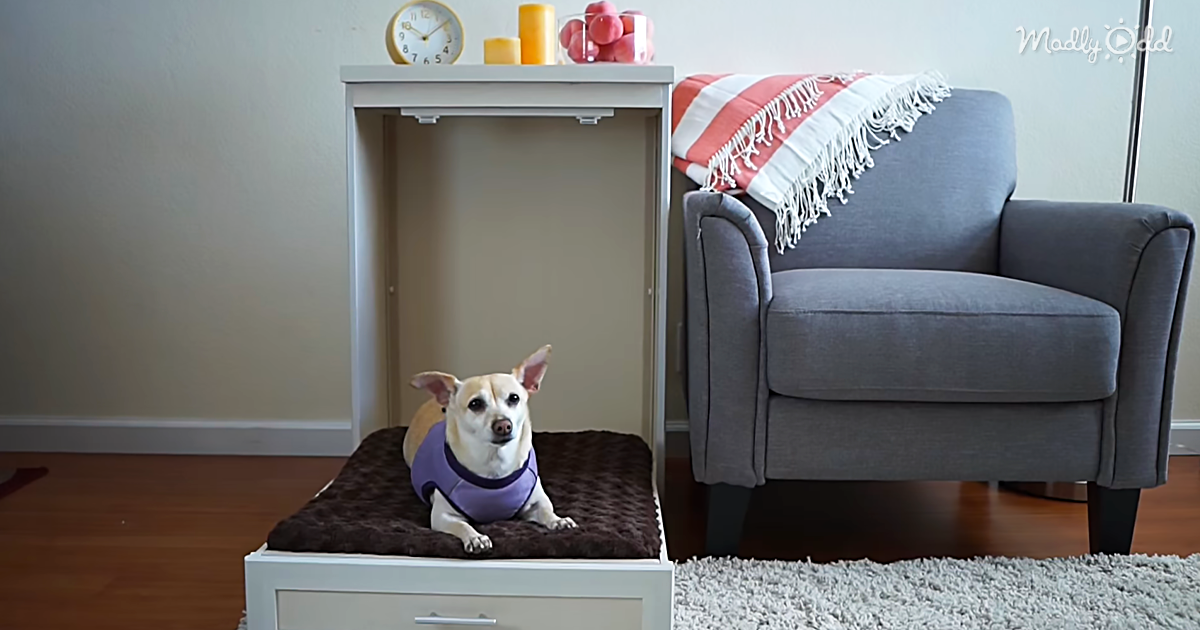 New Age Pet’s Elegantly Designed Bed for Dogs & Other Animals