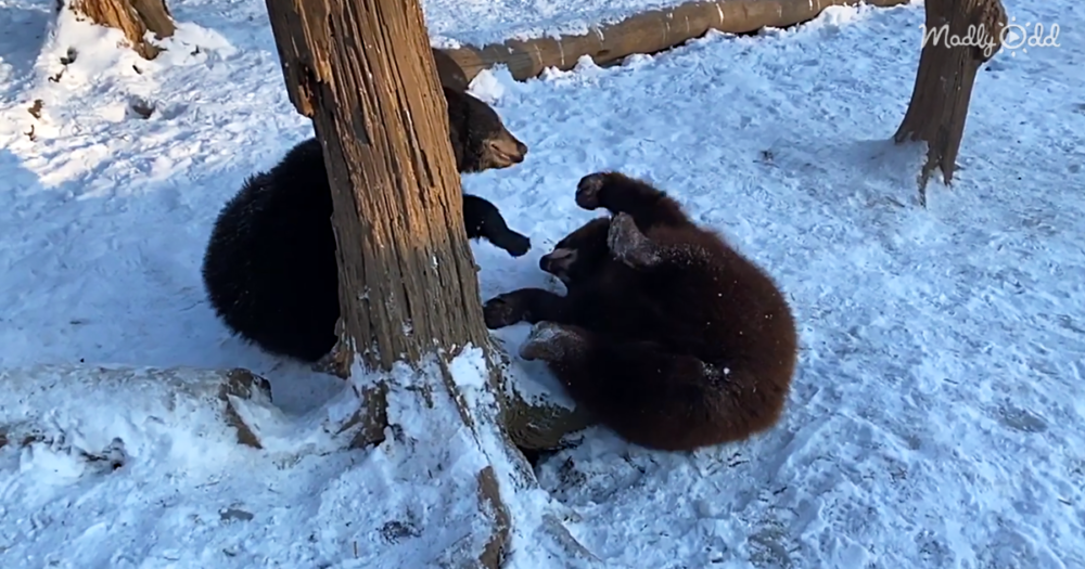Two fuzzy little baby bears enjoy the snow on a cold fall day. What could be cuter?