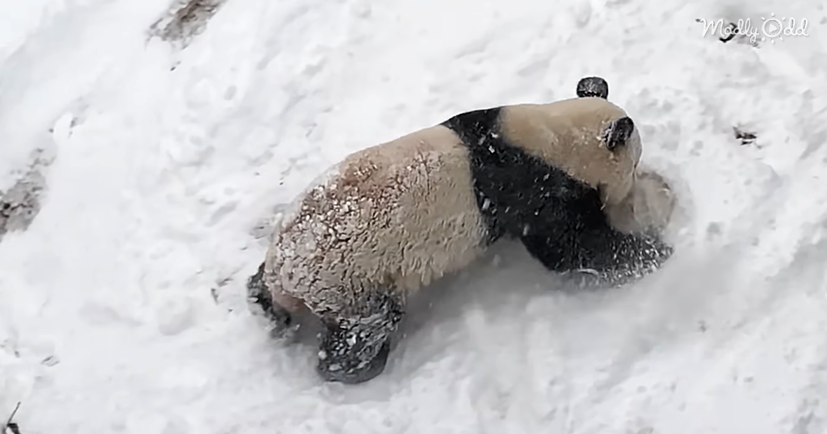 Experience The Joy Of Pandas Rolling In Snow At The National Zoo
