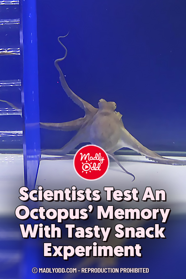 Scientists Test An Octopus’ Memory With Tasty Snack Experiment