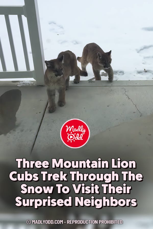 Three Mountain Lion Cubs Trek Through The Snow To Visit Their Surprised Neighbors