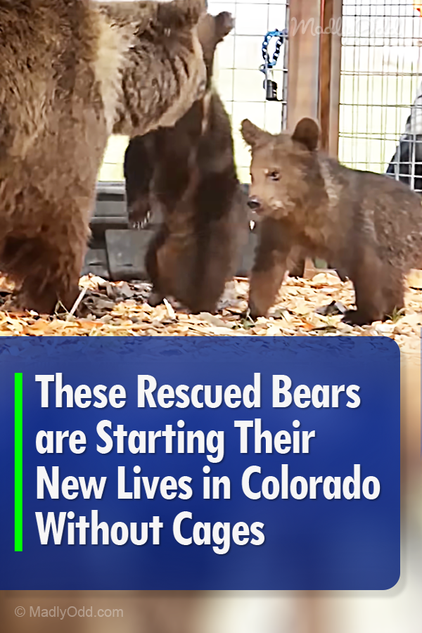 These Rescued Bears are Starting Their New Lives in Colorado Without Cages
