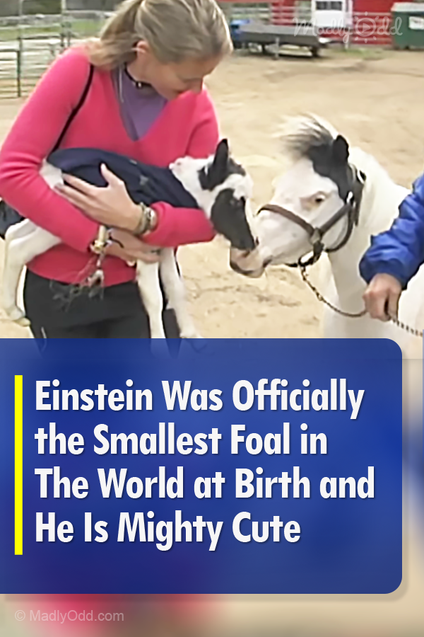 Einstein Was Officially the Smallest Foal in The World at Birth and He Is Mighty Cute