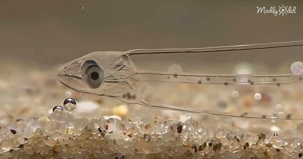 You Can See Through This Eel Because It’s Totally Transparent