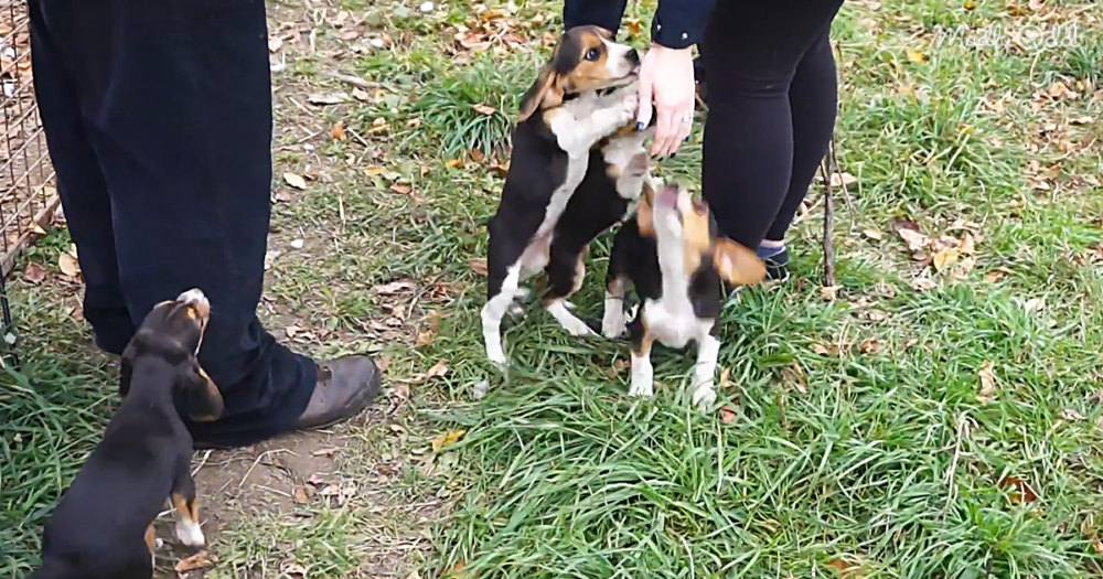 These Adorable Tricolor Beagle Puppies Will Wiggle Their Way Into Your Heart