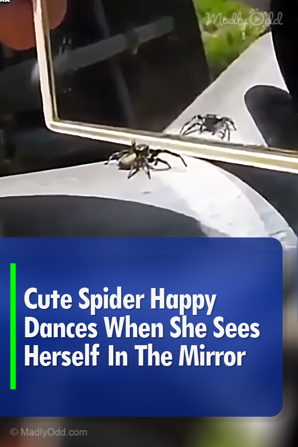 Cute Spider Happy Dances When She Sees Herself In The Mirror