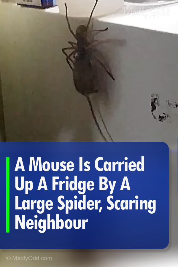 A Mouse Is Carried Up A Fridge By A Large Spider, Scaring Neighbour