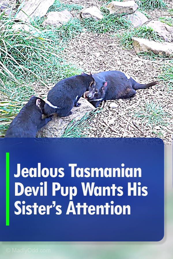 Jealous Tasmanian Devil Pup Wants His Sister’s Attention