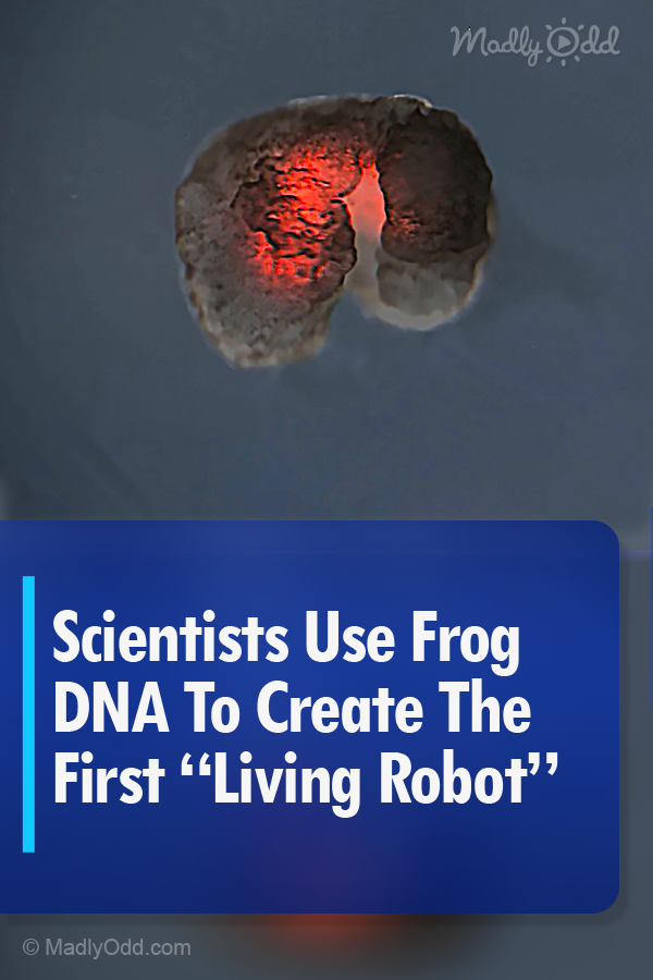 Scientists Use Frog DNA To Create The First Living Robot
