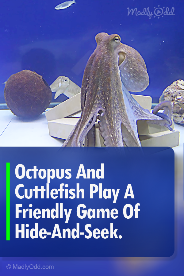 Octopus And Cuttlefish Play A Friendly Game Of Hide-And-Seek.