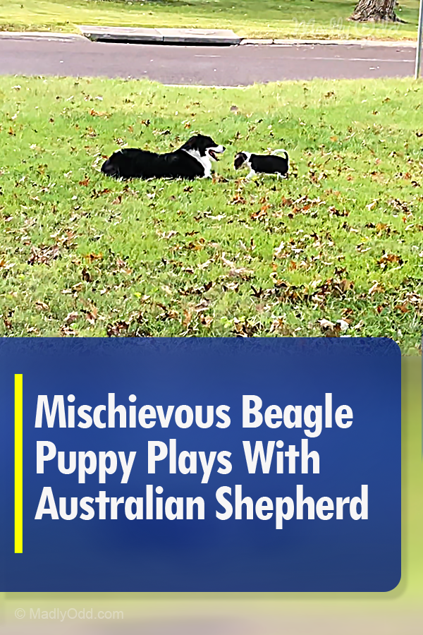 Mischievous Beagle Puppy Plays With Australian Shepherd
