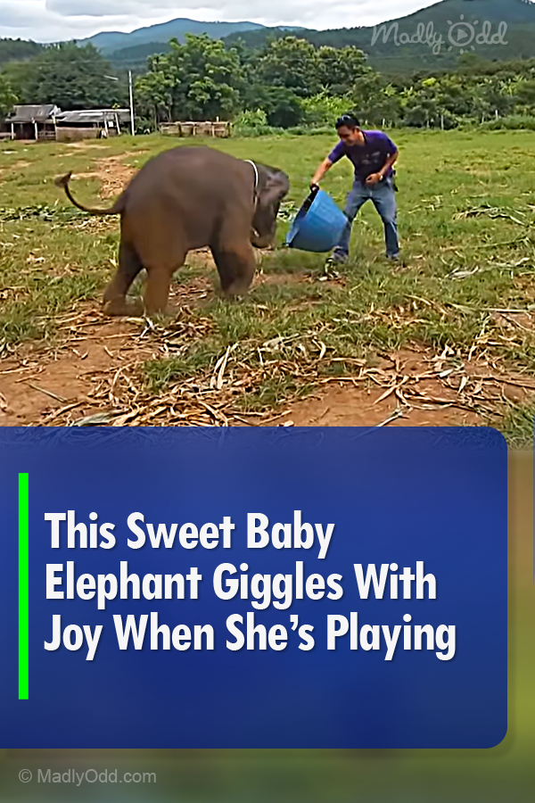 This Sweet Baby Elephant Giggles With Joy When She’s Playing