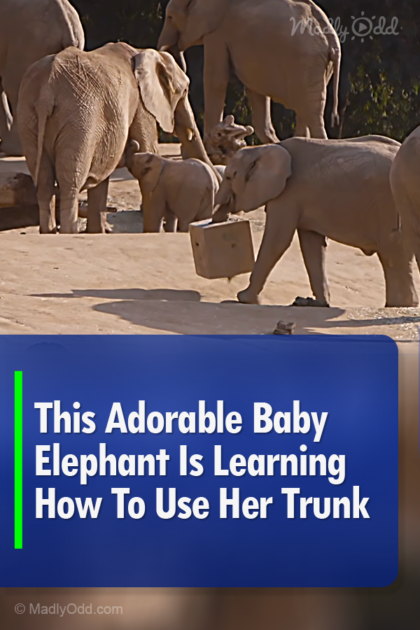 This Adorable Baby Elephant Is Learning How To Use Her Trunk