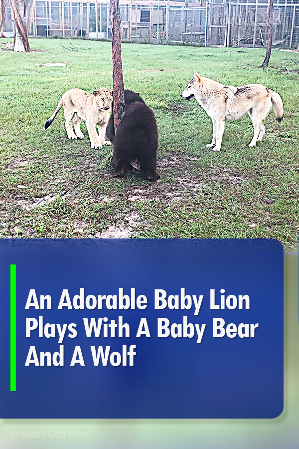 An Adorable Baby Lion  Plays With A Baby Bear And A Wolf
