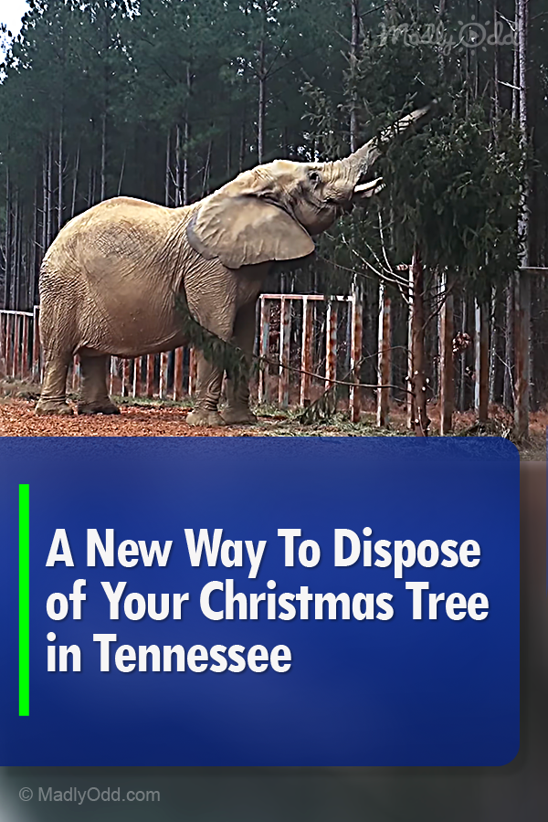 A New Way To Dispose of Your Christmas Tree in Tennessee