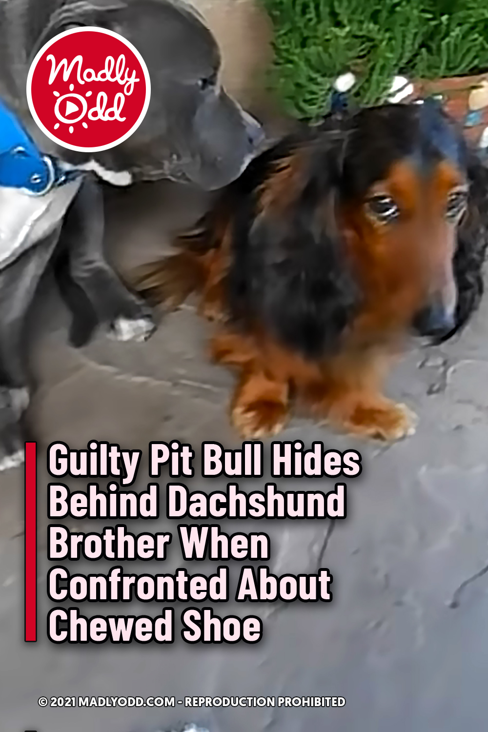 Guilty Pit Bull Hides Behind Dachshund Brother When Confronted About Chewed Shoe