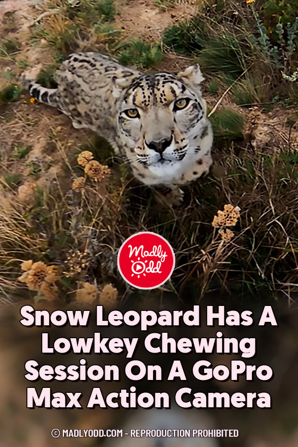 Snow Leopard Has A Lowkey Chewing Session On A GoPro Max Action Camera
