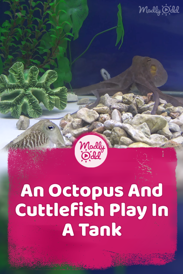 An Octopus And Cuttlefish Play In A Tank