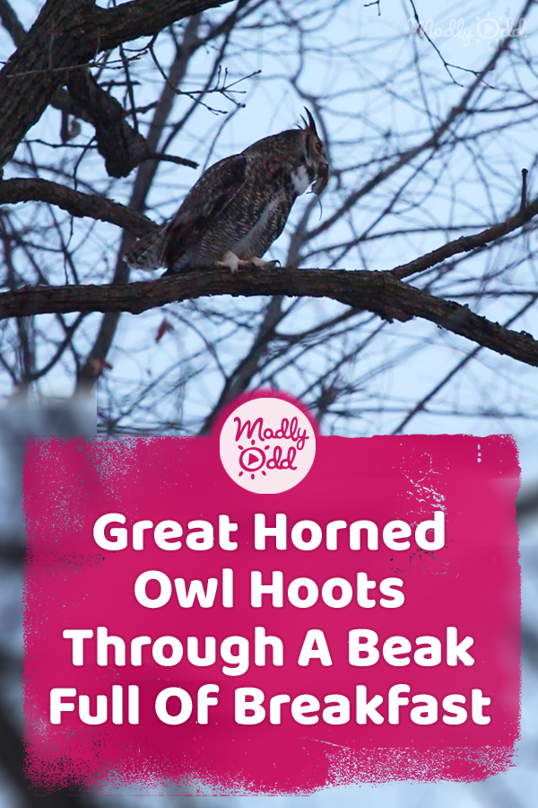 Great Horned Owl Hoots Through A Beak Full Of Breakfast