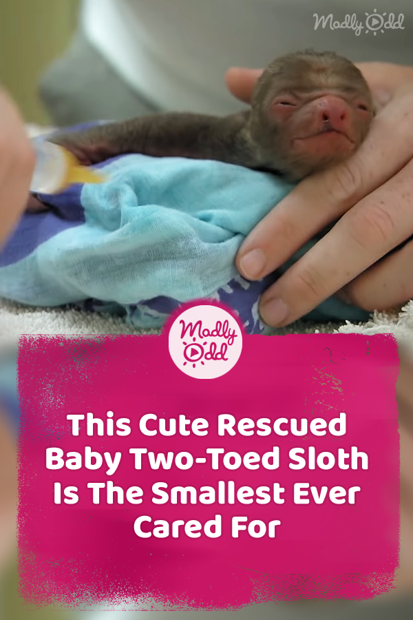 This Cute Rescued Baby Two-Toed Sloth Is The Smallest Ever Cared For