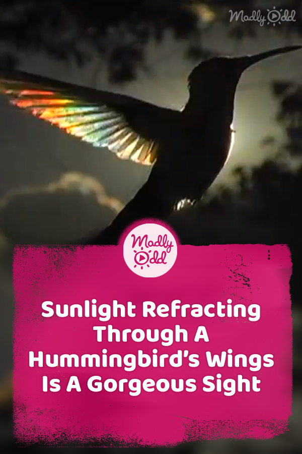 Sunlight Refracting Through A Hummingbird’s Wings Is A Gorgeous Sight