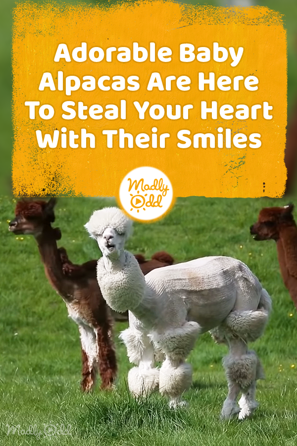 Adorable Baby Alpacas Are Here To Steal Your Heart With Their Smiles