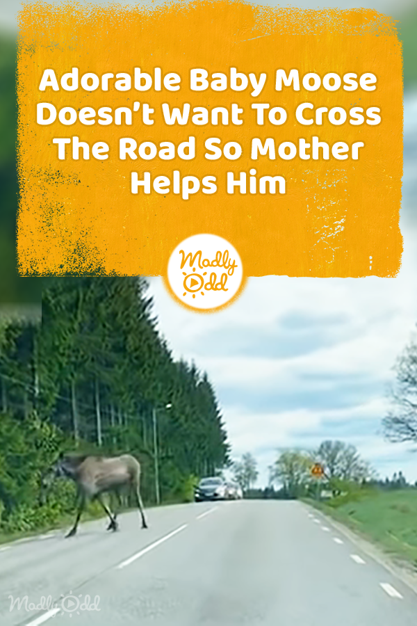 Adorable Baby Moose Doesn’t Want To Cross The Road So Mother Helps Him