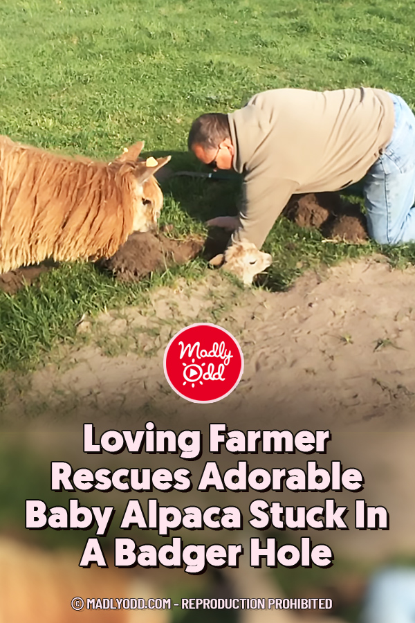 Loving Farmer Rescues Adorable Baby Alpaca Stuck In A Badger Hole