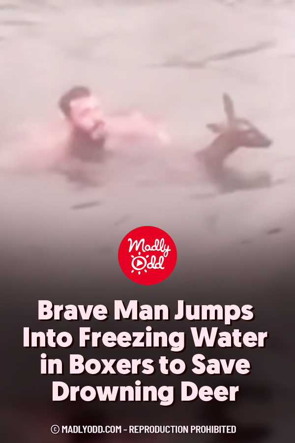 Brave Man Jumps Into Freezing Water in Boxers to Save Drowning Deer