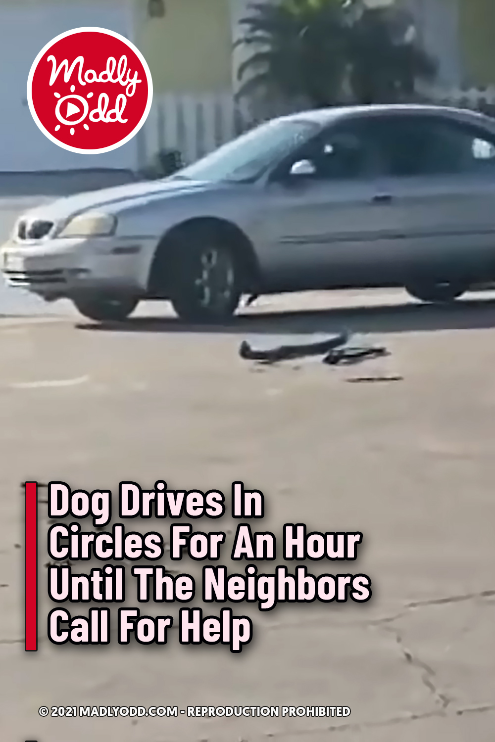 Dog Drives In Circles For An Hour Until The Neighbors Call For Help