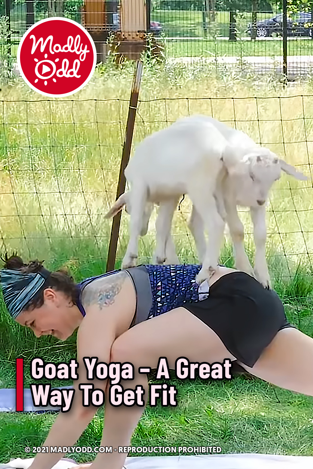 Goat Yoga - A Great Way To Get Fit