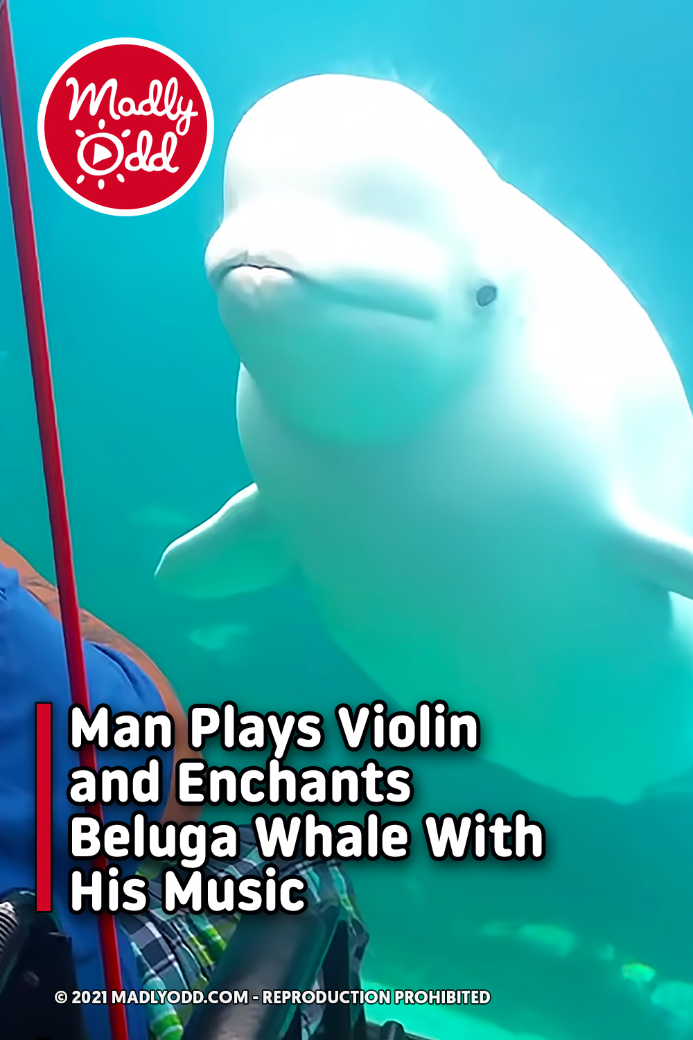 Man Plays Violin and Enchants Beluga Whale With His Music