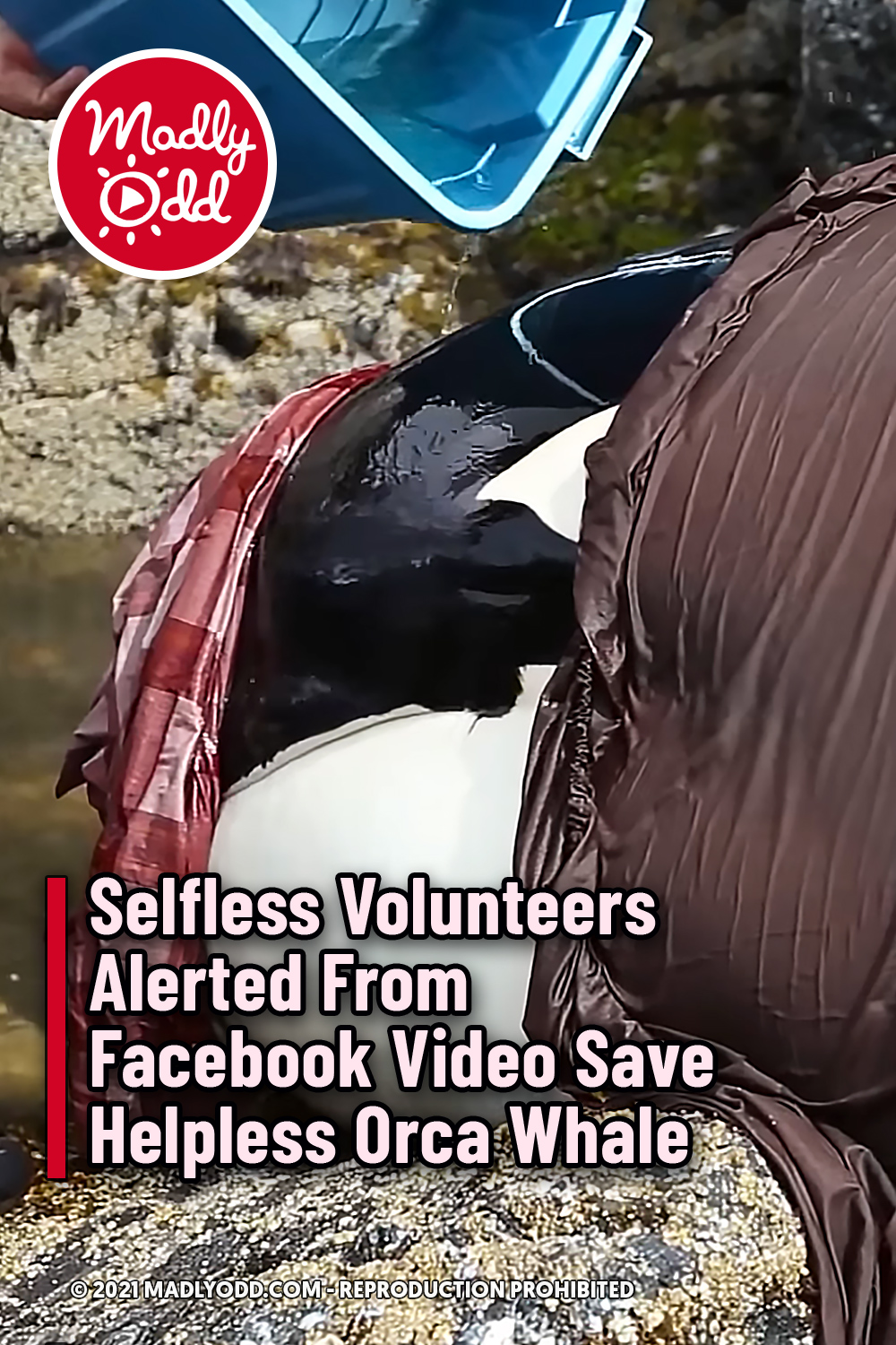 Selfless Volunteers Alerted From Facebook Video Save Helpless Orca Whale