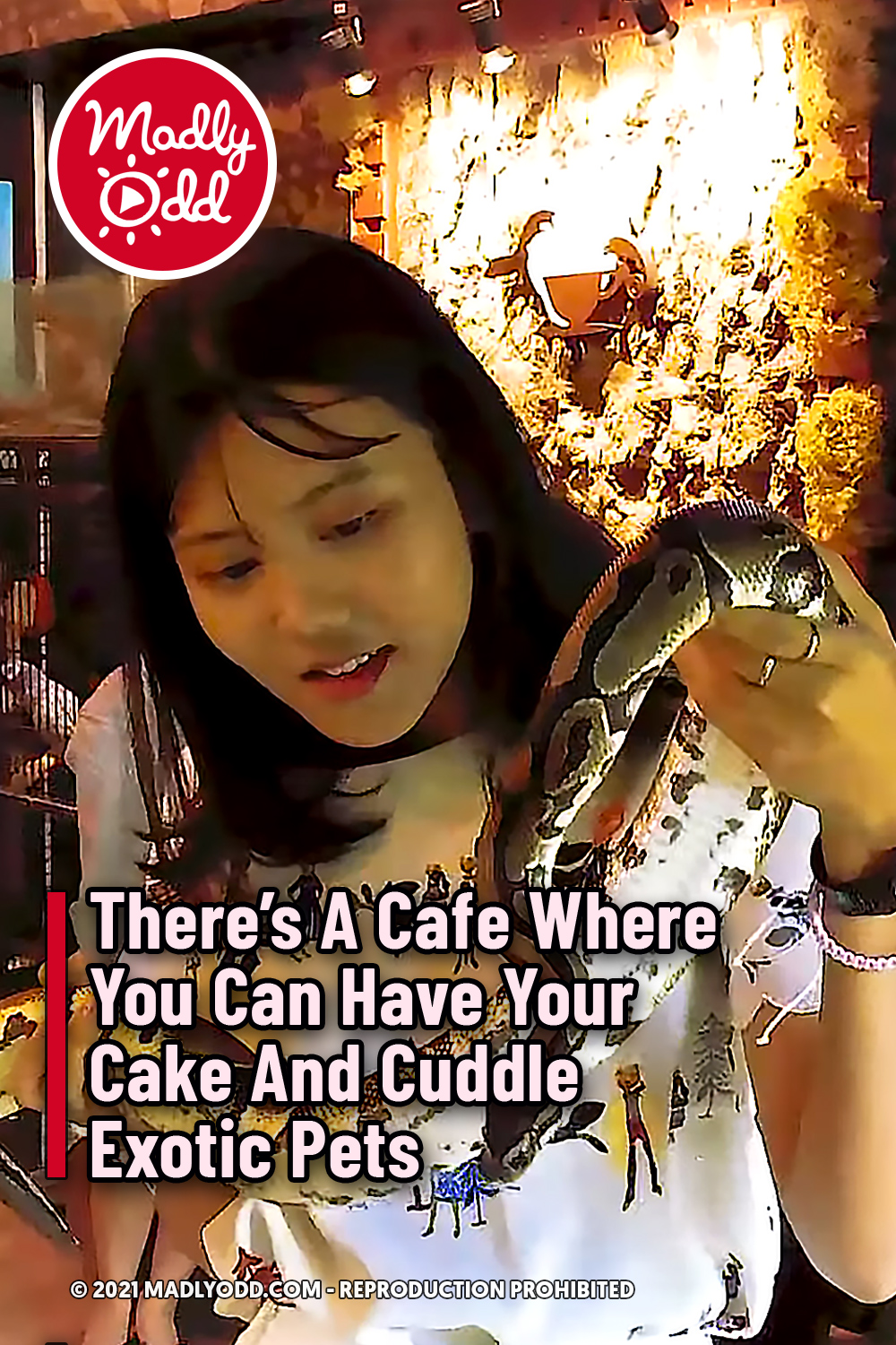 There’s A Cafe Where You Can Have Your Cake And Cuddle Exotic Pets